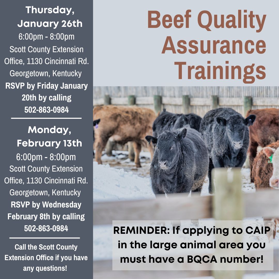 Beef Quality Assurance Trainings | Scott County Extension Office